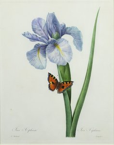 Iris xiphium, vyrytý Langloisem, z „Výběr nejkrásnějších květin“, 1827